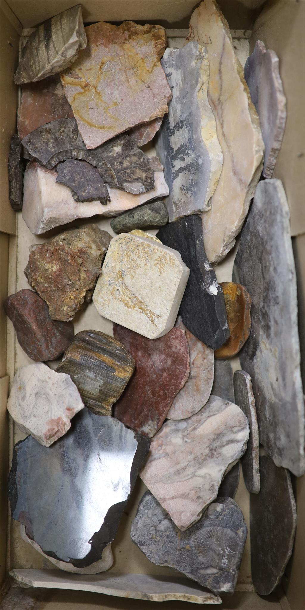 A large collection of fossil marble and fossil specimens, collected before 1970, largest 19.5cm, in two boxes